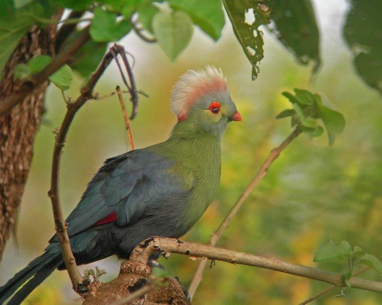 This journey takes us into the realm of one of Ethiopia’s most fabled birds -  Prince Ruspoli’s Turaco